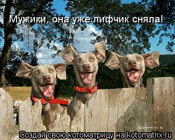 Мужики, она уже лифчик сняла!... Котоматрица: Мужики, она уже лифчик сняла!