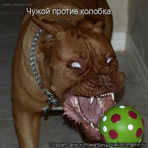 Чужой против колобка.... Котоматрица: Чужой против колобка.