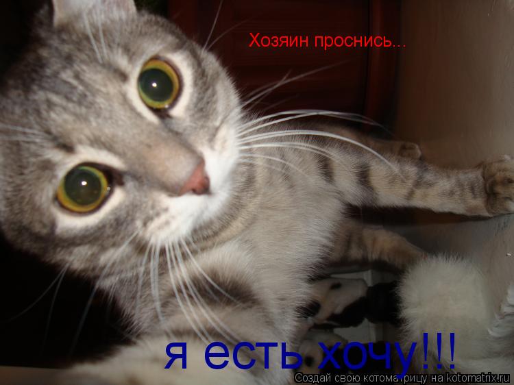 Хозяин проснись... я есть хочу!!!... Котоматрица: Хозяин проснись... я есть хочу!!!