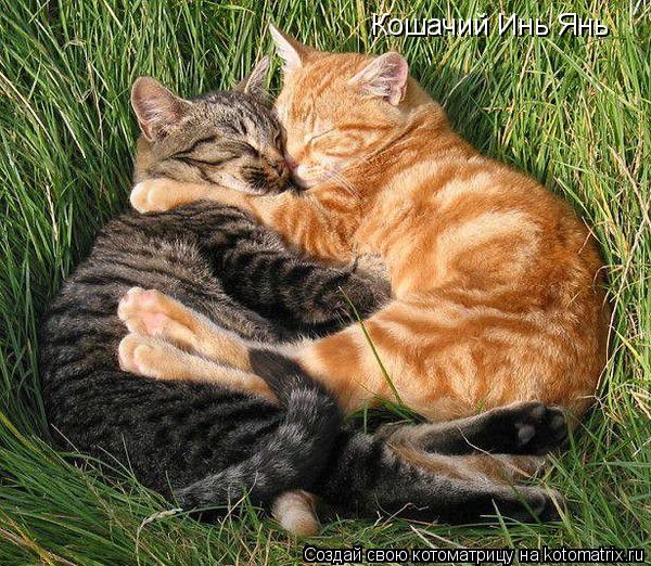 Кошачий Инь Янь... Котоматрица: Кошачий Инь Янь