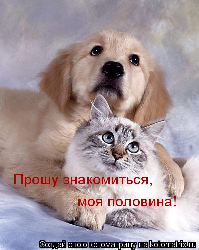 Прошу знакомиться, моя половина!... Котоматрица: Прошу знакомиться, моя половина!