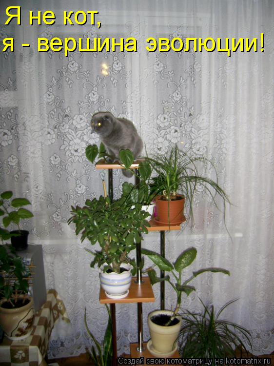 Я не кот, я - вершина эволюции!... Котоматрица: Я не кот, я - вершина эволюции!