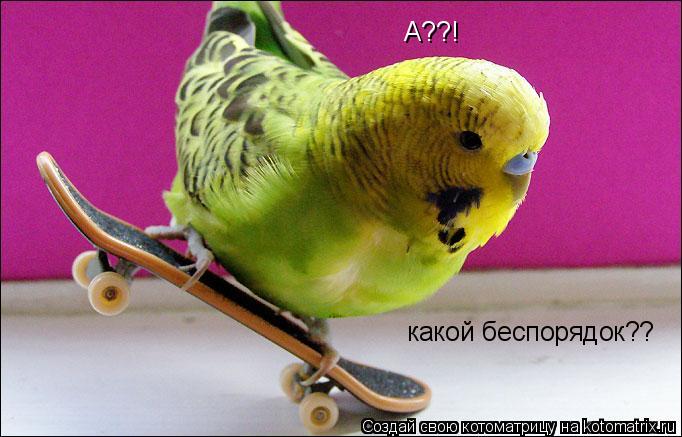 А??! какой беспорядок??... Котоматрица: А??! какой беспорядок??