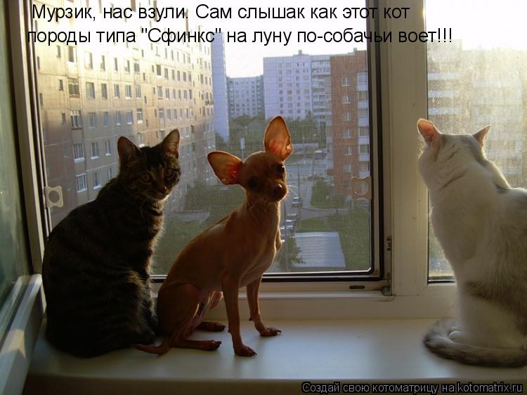 Мурзик, нас взули. Сам слышак как этот кот породы типа "Сфинкс" на луну по-собачьи воет!!!... Котоматрица: Мурзик, нас взули. Сам слышак как этот кот породы типа "Сфинкс" на луну по-собачьи воет!!!