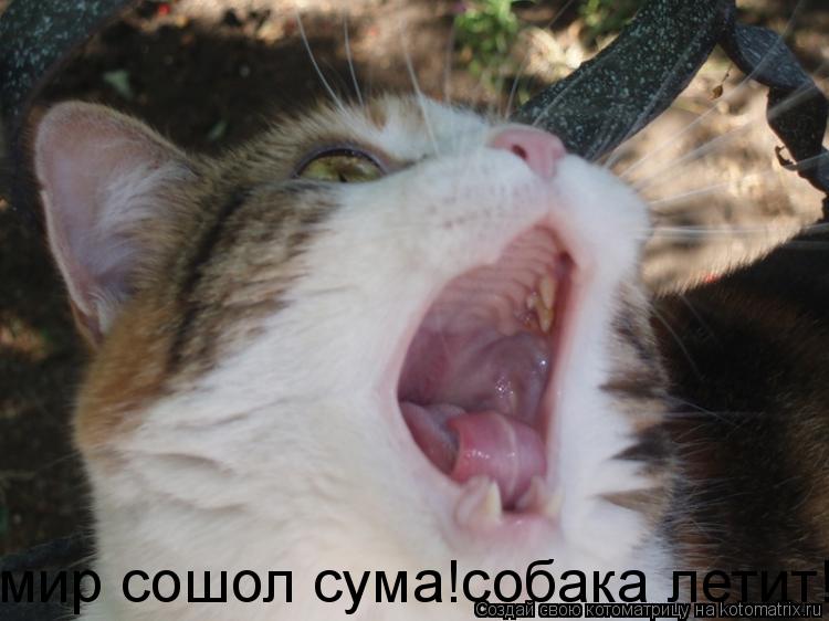 мир сошол сума!собака летит!!:)... Котоматрица: мир сошол сума!собака летит!!:)