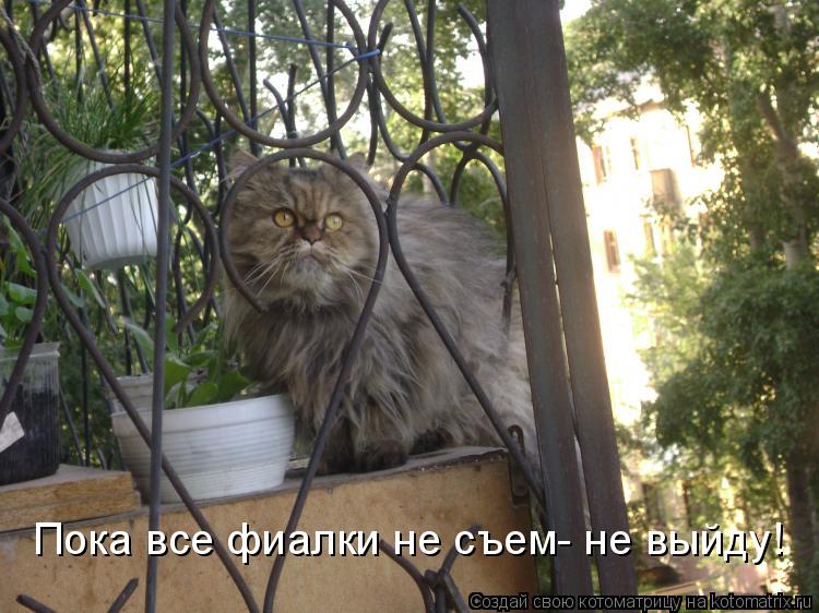 Пока все фиалки не съем- не выйду!... Котоматрица: Пока все фиалки не съем- не выйду!