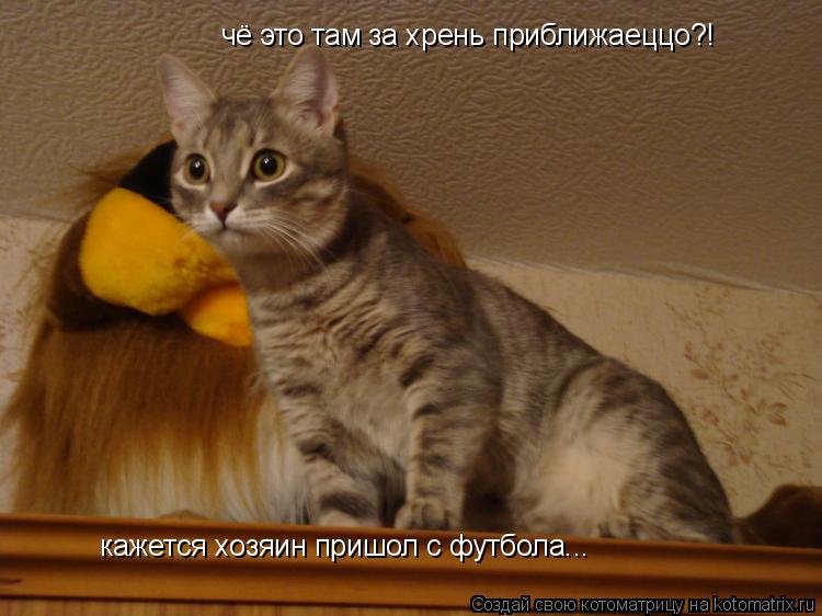 чё это там за хрень приближаеццо?! кажется хозяин пришол с футбола...... Котоматрица: чё это там за хрень приближаеццо?! кажется хозяин пришол с футбола...