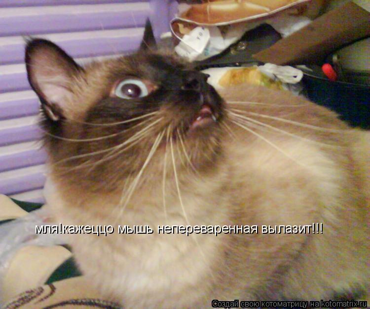 мля!кажеццо мышь непереваренная вылазит!!!... Котоматрица: мля!кажеццо мышь непереваренная вылазит!!!