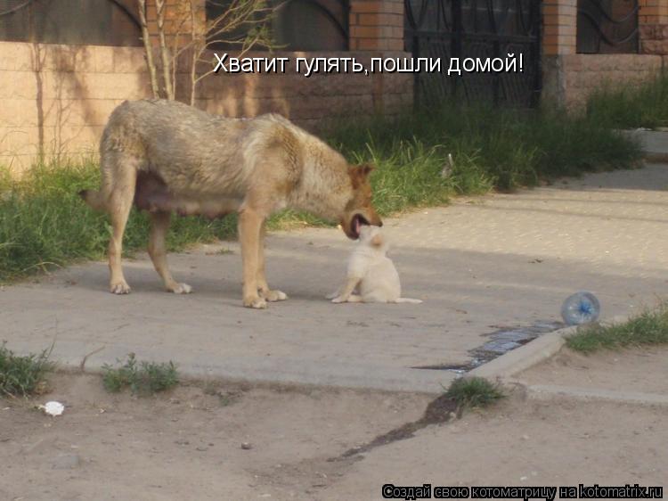 Хватит гулять,пошли домой!... Котоматрица: Хватит гулять,пошли домой!