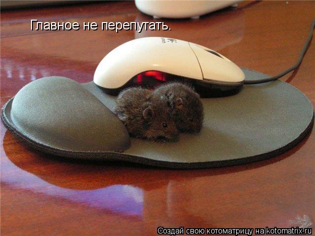 Главное не перепутать.... Котоматрица: Главное не перепутать.