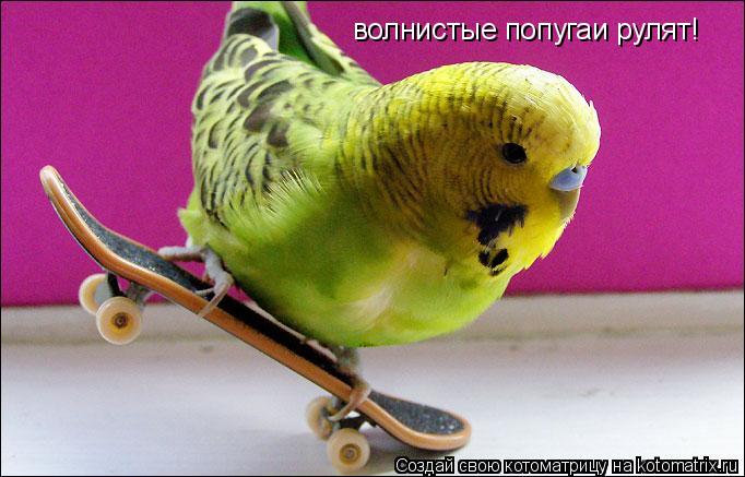 волнистые попугаи рулят!... Котоматрица: волнистые попугаи рулят!