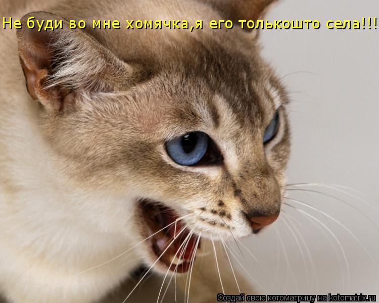 Не буди во мне хомячка,я его толькошто села!!!... Котоматрица: Не буди во мне хомячка,я его толькошто села!!!