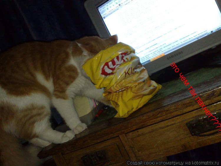 это чем так пахнет??????????... Котоматрица: это чем так пахнет??????????