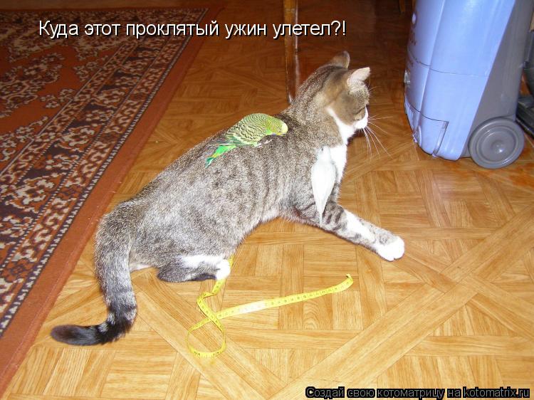 Куда этот проклятый ужин улетел?!... Котоматрица: Куда этот проклятый ужин улетел?!