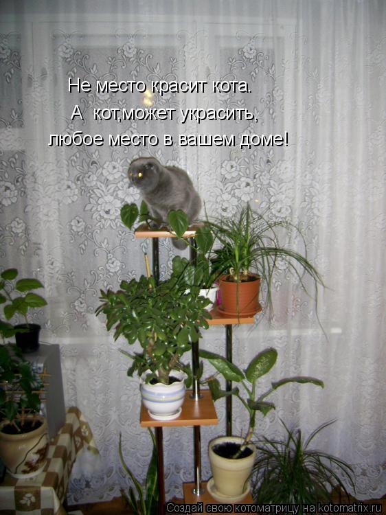 любое место в вашем доме! А кот,может украсить, Не место красит кота.... Котоматрица: любое место в вашем доме! А кот,может украсить, Не место красит кота.
