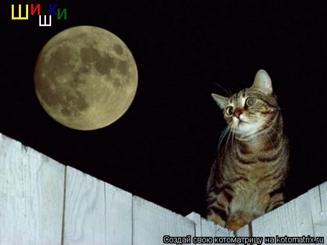 Ш и ш к и... Котоматрица: Ш и ш к и