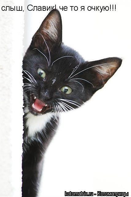 слыш, Славик! че то я очкую!!!... Котоматрица: слыш, Славик! че то я очкую!!!