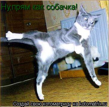 Ну,прям как собачка!... Котоматрица: Ну,прям как собачка!