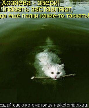 Хозяева - звери! Плавать заставляют, да ещё палки какие-то таскать!... Котоматрица: Хозяева - звери! Плавать заставляют, да ещё палки какие-то таскать!