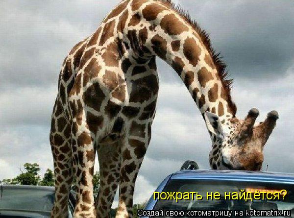 пожрать не найдётся?... Котоматрица: пожрать не найдётся?