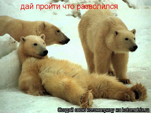 дай пройти что разволился... Котоматрица: дай пройти что разволился
