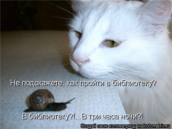 Не подскажете, как пройти в библиотеку? В библиотеку?!...В три часа ночи?!... Котоматрица: Не подскажете, как пройти в библиотеку? В библиотеку?!...В три часа ночи?!