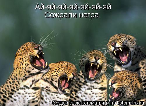 Ай-яй-яй-яй-яй-яй-яй Сожрали негра... Котоматрица: Ай-яй-яй-яй-яй-яй-яй Сожрали негра