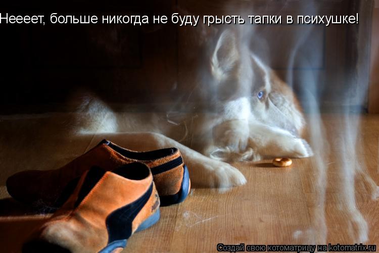 Неееет, больше никогда не буду грысть тапки в психушке!... Котоматрица: Неееет, больше никогда не буду грысть тапки в психушке!