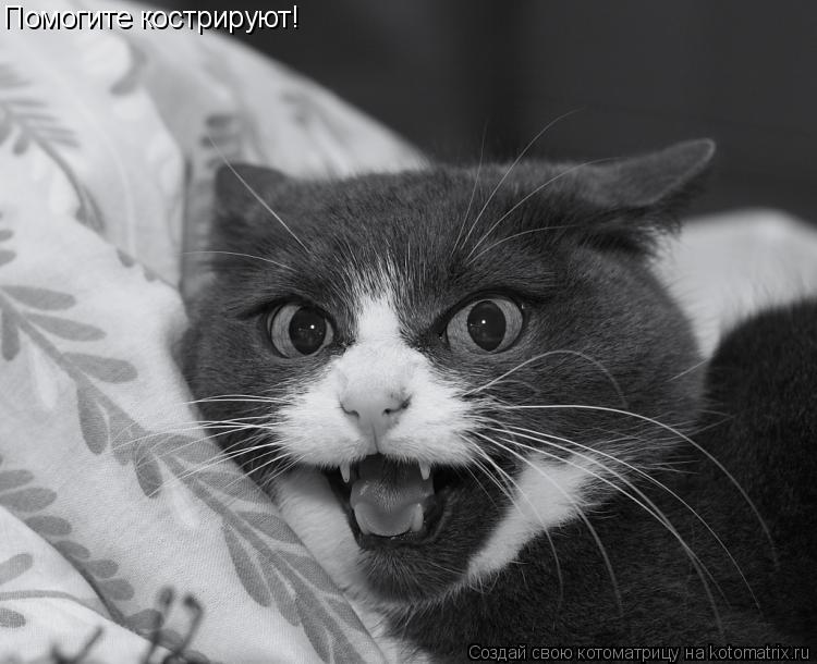 Помогите кострируют!... Котоматрица: Помогите кострируют!