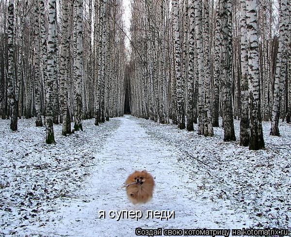 я супер леди... Котоматрица: я супер леди
