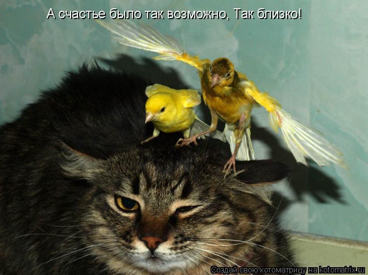 А счастье было так возможно, Так близко!... Котоматрица: А счастье было так возможно, Так близко!