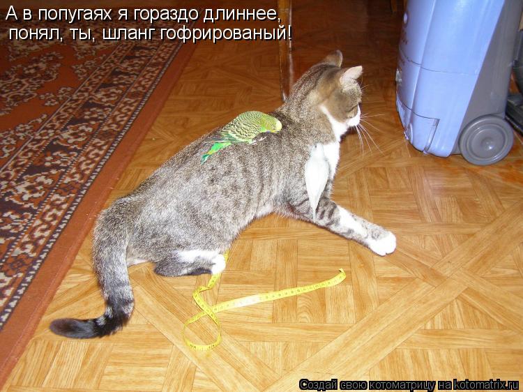 А в попугаях я гораздо длиннее, понял, ты, шланг гофрированый!... Котоматрица: А в попугаях я гораздо длиннее, понял, ты, шланг гофрированый!