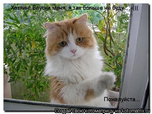 Хозяин! Впусни меня, я так больше не буду... :-((( Пожалуйста...... Котоматрица: Хозяин! Впусни меня, я так больше не буду... :-((( Пожалуйста...