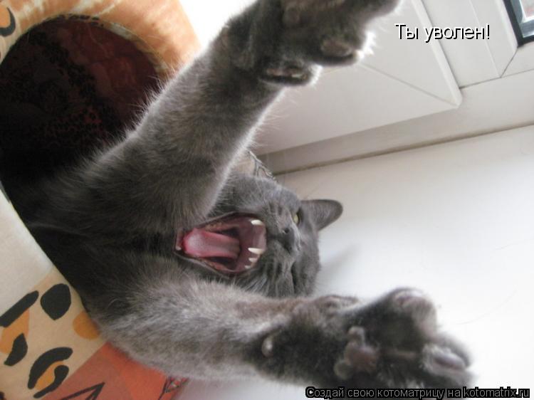 Ты уволен!... Котоматрица: Ты уволен!