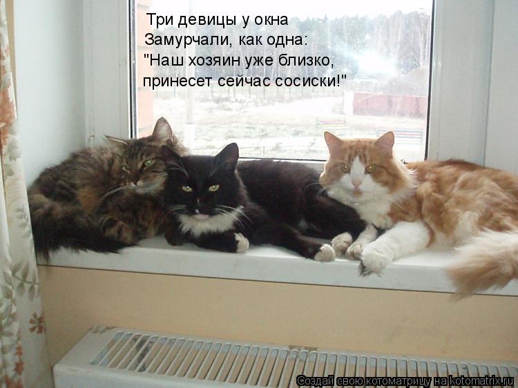 Три девицы у окна Замурчали, как одна: "Наш хозяин уже близко, принесет сейчас сосиски!"... Котоматрица: Три девицы у окна Замурчали, как одна: "Наш хозяин уже близко, принесет сейчас сосиски!"