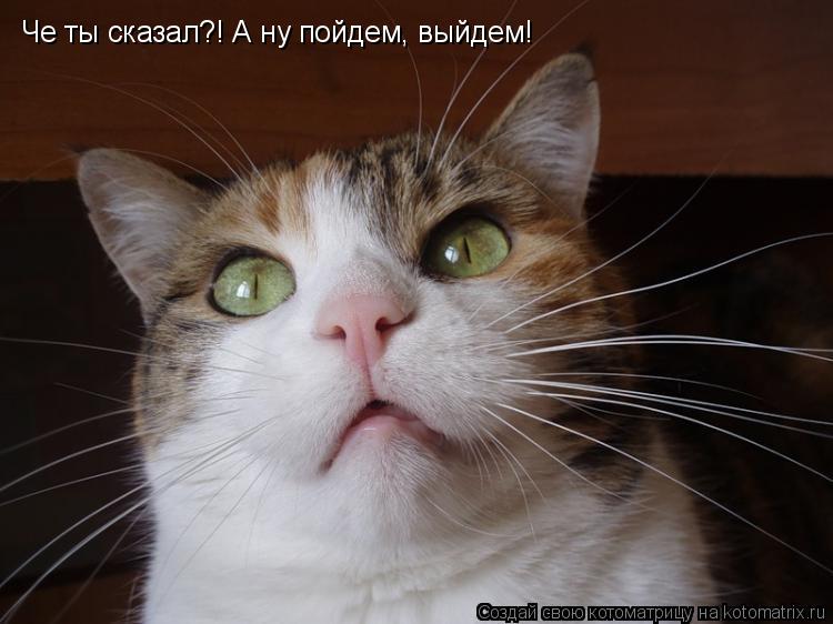 Че ты сказал?! А ну пойдем, выйдем!... Котоматрица: Че ты сказал?! А ну пойдем, выйдем!