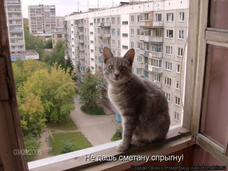 Не дашь сметану спрыгну!... Котоматрица: Не дашь сметану спрыгну!