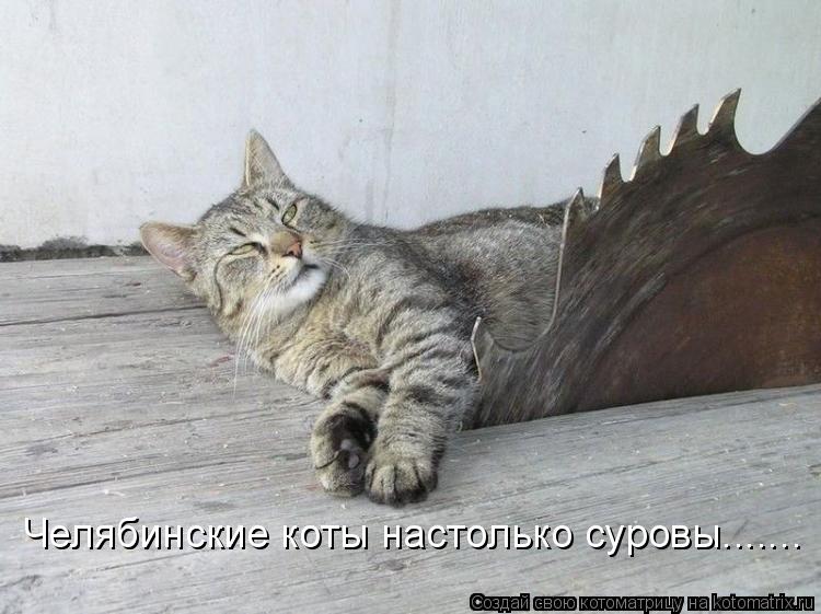 Челябинские коты настолько суровы.......... Котоматрица: Челябинские коты настолько суровы.......
