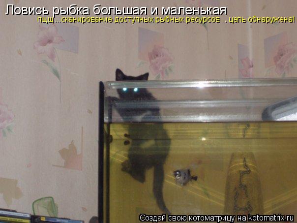 Ловись рыбка большая и маленькая пщщ...сканирование доступных рыбных ресурсов... цель обнаружена!... Котоматрица: Ловись рыбка большая и маленькая пщщ...сканирование доступных рыбных ресурсов... цель обнаружена!