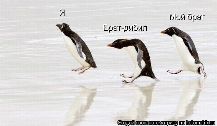 Я Мой брат Брат-дибил... Котоматрица: Я Мой брат Брат-дибил