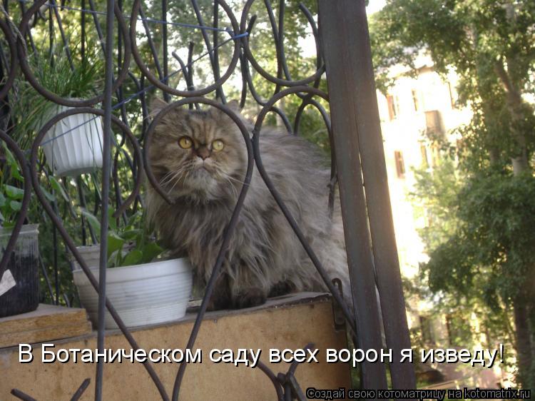 В Ботаническом саду всех ворон я изведу!... Котоматрица: В Ботаническом саду всех ворон я изведу!