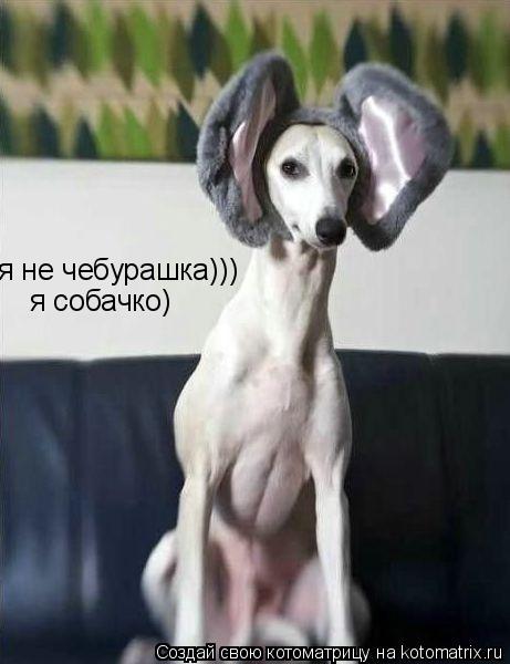 я не чебурашка))) я собачко)... Котоматрица: я не чебурашка))) я собачко)