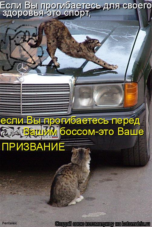Если Вы прогибаетесь для своего здоровья-это спорт, если Вы прогибаетесь перед Вашим боссом-это Ваше... Котоматрица: Если Вы прогибаетесь для своего здоровья-это спорт, если Вы прогибаетесь перед Вашим боссом-это Ваше ПРИЗВАНИЕ