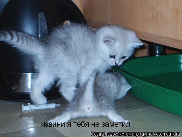 извини я тебя не заметил... Котоматрица: извини я тебя не заметил