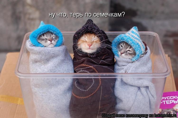 ну что, терь по семечкам?... Котоматрица: ну что, терь по семечкам?