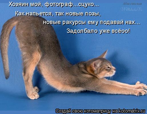 Как напьется, так новые позы, Хозяин мой, фотограф...сцуко... новые ракурсы ему подавай нах... Задол... Котоматрица: Как напьется, так новые позы, Хозяин мой, фотограф...сцуко... новые ракурсы ему подавай нах... Задолбало уже всёоо!