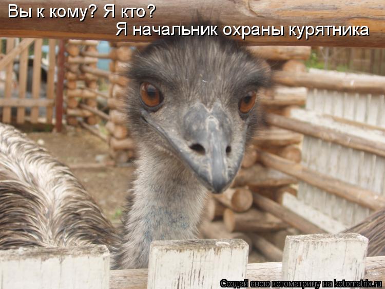 Вы Вы к кому? Я кто? Я начальник охраны курятника... Котоматрица: Вы Вы к кому? Я кто? Я начальник охраны курятника