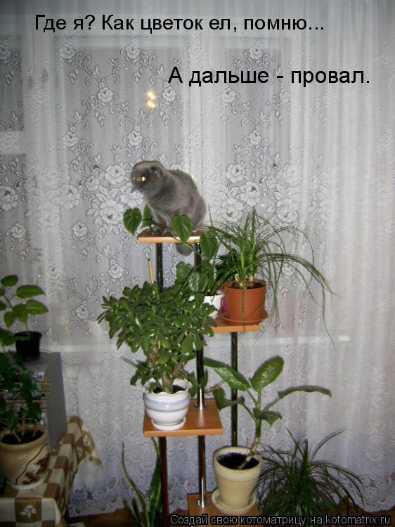 Где я? Как цветок ел, помню... А дальше - провал.... Котоматрица: Где я? Как цветок ел, помню... А дальше - провал.