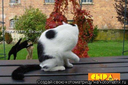 Пошли гулять, Васька!... Котоматрица: Пошли гулять, Васька!