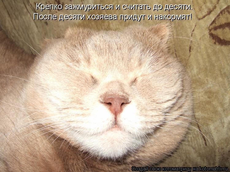 Крепко зажмуриться и считать до десяти. После десяти хозяева придут и накормят!... Котоматрица: Крепко зажмуриться и считать до десяти. После десяти хозяева придут и накормят!